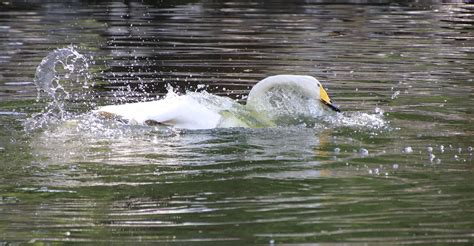 Angsa Burung Kolam Foto Gratis Di Pixabay Pixabay