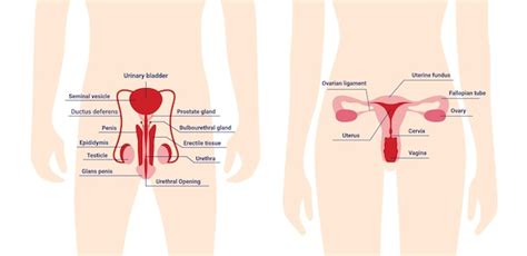 Sistema reproductivo humano cuerpo femenino y masculino con órganos del