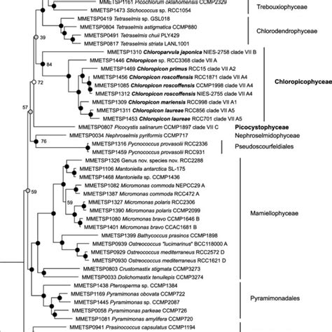 Maximum Likelihood Ml Phylogenetic Tree Based On A Concatenated