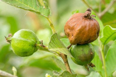 How To Treat Guava Diseases - Learn Common Signs Of Guava Sickness