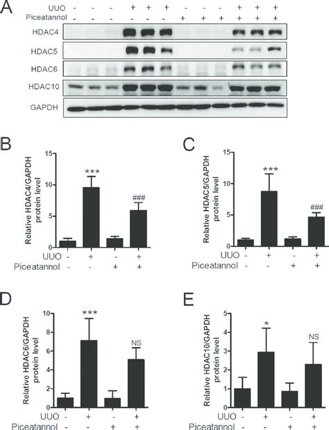 Piceatannol Attenuates The Expression Of Uuo Induced Renal Hdac Hdac