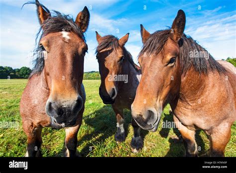 The Ardennes or Ardennais horses in a field in the Ardennes region of ...