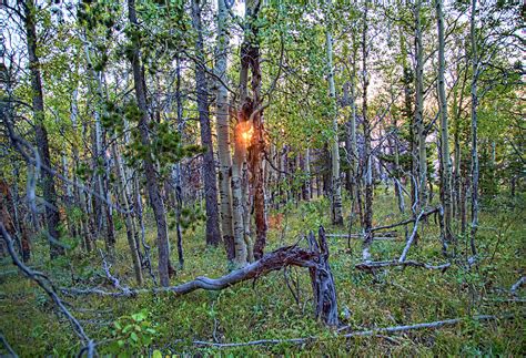 Aspen Sunrise Photograph by Robert Kirkwood - Fine Art America