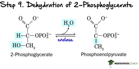 Payoff Phase Of Glycolysis Mcat Biochemistry Medschoolcoach