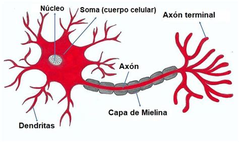 Soma Caracter Sticas Partes Y Funciones