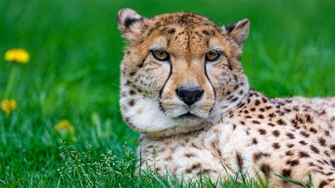 Photo Cheetah Snout Head Staring Animals 1366x768