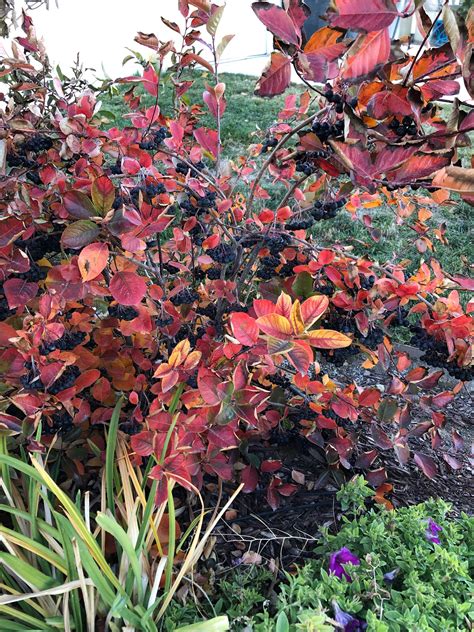 Black Aronia Viking Chokeberry In October Daylily And Frozen