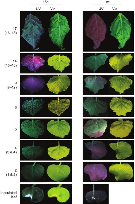 Gfp Transgenic Line C And Non Transgenic Wt N Benthamiana Plants