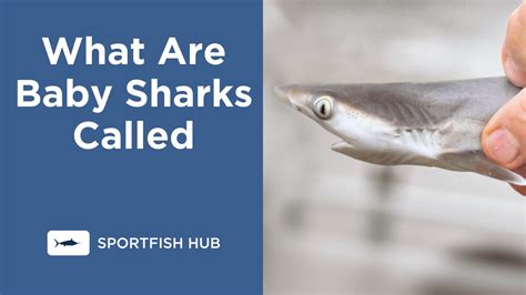 What Are Baby Sharks Called