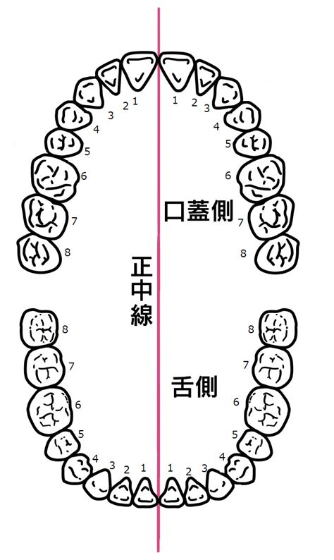 コラムvo 2「歯を知ろう～歯の数と種類編～」 【公式】名古屋市守山区で歯医者ならしだみ歯科へ