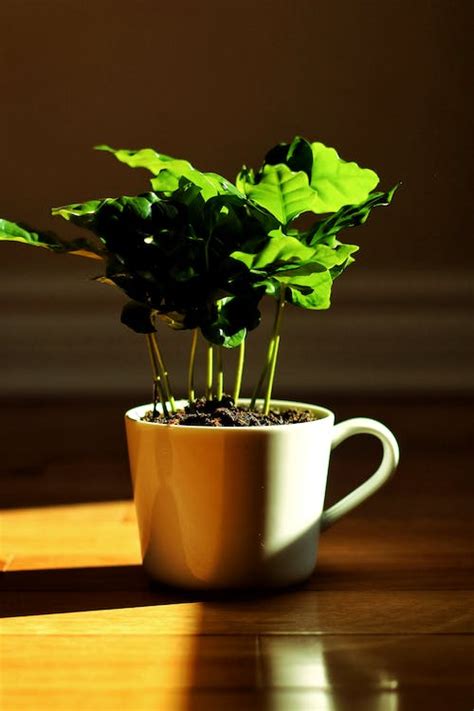 Potted Plant In A Cup · Free Stock Photo