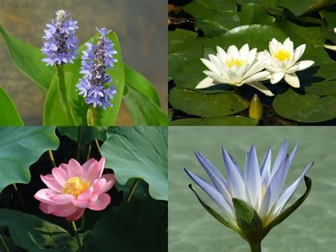 Types of aquatic plants - Aquatic Plants Nursery