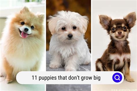 11 Breeds Of Puppies That Don T Grow Big With Photos OodleLife