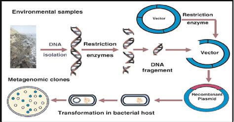 Recombinant Dna Technology With Diagram