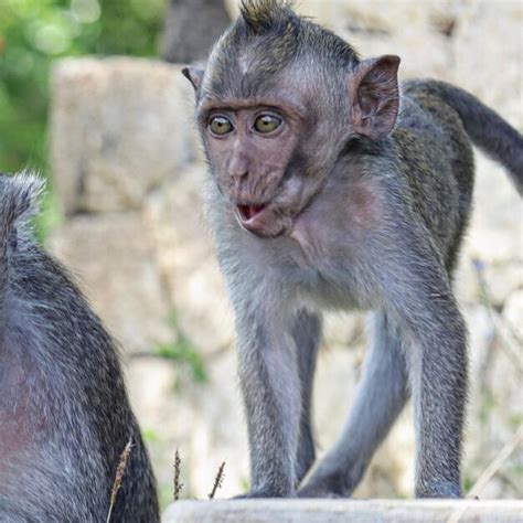 premium photo  ukuwatu balu indonesia