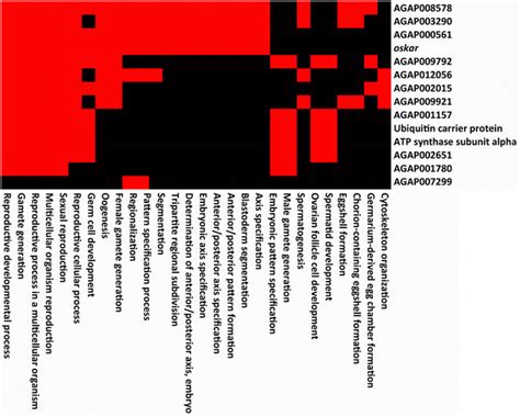 David Functional Annotation Terms Of The “reproduction And Development