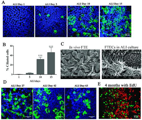 Inducing The Differentiation Of Fallopian Tube Epithelium Cells Ftecs