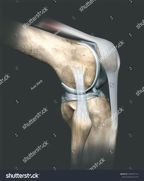 3d Illustration Showing Human Knee Joint Stock Illustration 1680707143