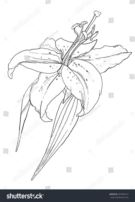 Lily Flower Vector Drawing Stock Vector (Royalty Free) 287984147 ...