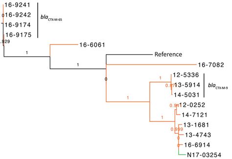 Figure One Health Genomic Analysis Of Extended Spectrum Lactamase