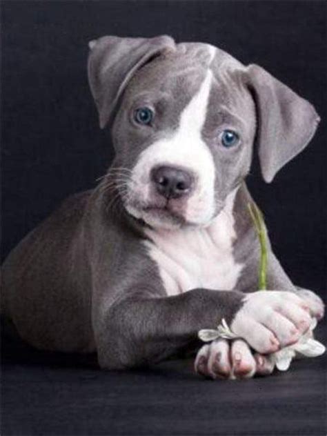 5D Diamond Painting Gray Pitbull Puppy Kit