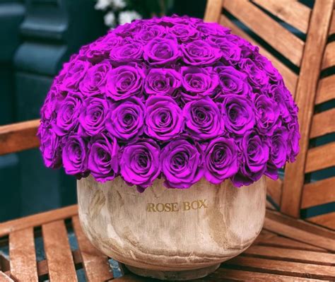 Purple Roses Meaning: A Comprehensive Guide - SONG OF ROSES