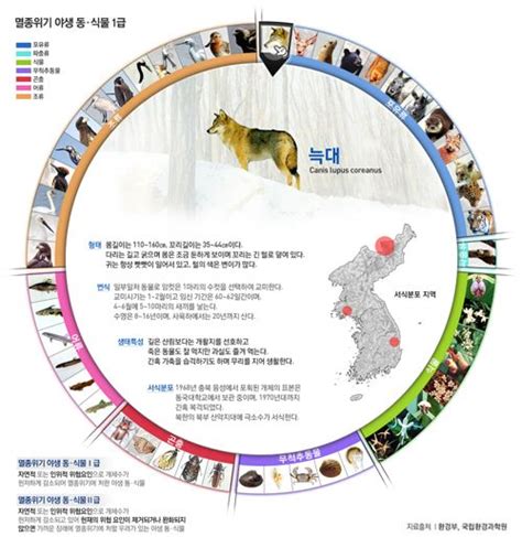 Infographic 호랑이 여우 바다사자 멸종위기에 처한 한국의 야생 동·식물들 여우 인포그래픽 호랑이