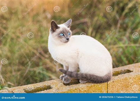 Animais De Estimação E Animais Genealógicos Concebem Retrato Do Gato