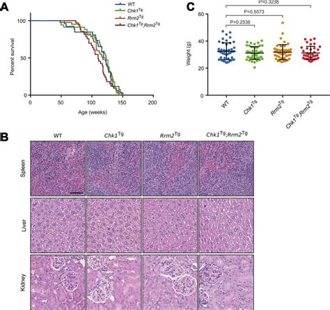 Chk1 And Rrm2 Transgenes Do Not Affect Mouse Lifespan A Kaplan Meier