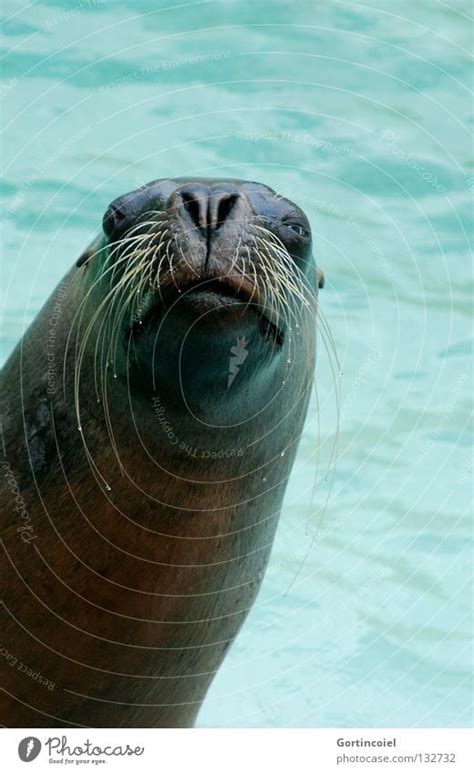 Funny Seal Face