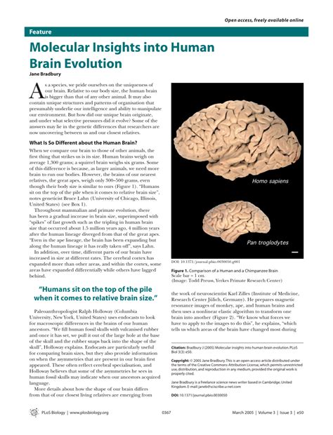 Pdf Molecular Insights Into Human Brain Evolution