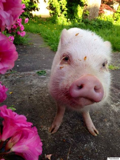 Wilbur The Pig Is The Happiest Dogsitter You'll See All Day | HuffPost ...