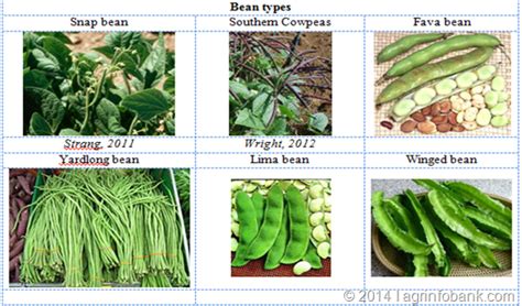 Beans Agriculture Information Bank