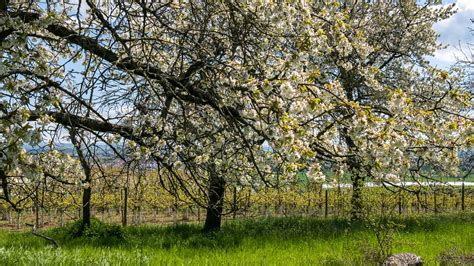 Frühling 23 303 L Bad Nauheim Wetterau Hessen Germany Vitalij