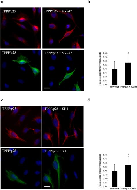 Modulation Of Microtubule Acetylation By The Interplay Of Tppp P