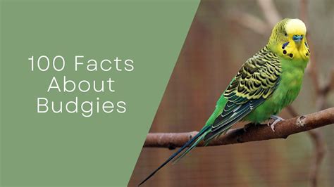 100 Facts About About Budgies Budgiefly