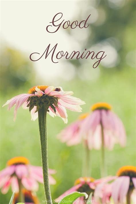 Good Morning Image With Pink Sunflowers Pictures, Photos, and Images ...