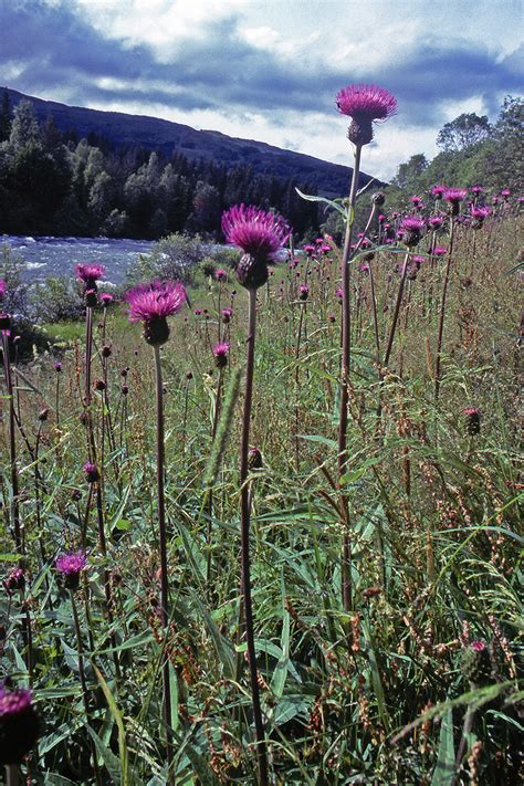 Cirsium Helenioides Asteraceae Image At