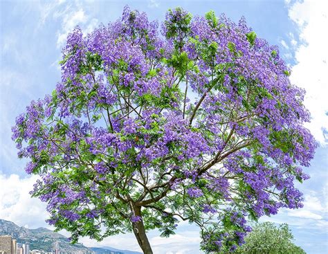 Jacaranda Mimosifolia Monaco Nature Encyclopedia