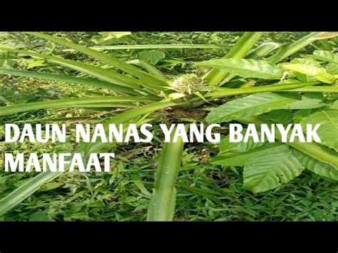 Daun Nanas Dan Manfaat Nya Llsuara Daun Youtube