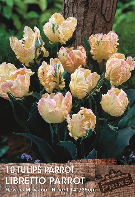 Parrot Tulip Bulbs Libretto Parrot WPC Prins Quality Bulbs Pack 10