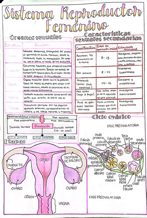 A Diagram Of The Utensils And Their Functions In An Organ Including