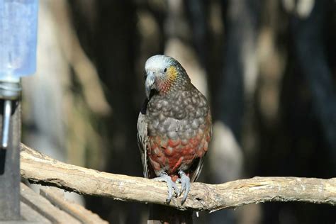 South Island Kaka Parrot 25927995 Stock Photo at Vecteezy