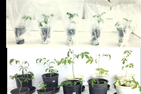 Acclimatization stage. a: package plants, b: tomato plants after ...