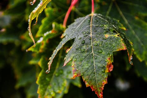 Wallpaper X Px Depth Of Field Leaves Macro Nature