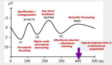 3 EEG How An ERP Is Generated And Used In Cognition Flashcards Quizlet