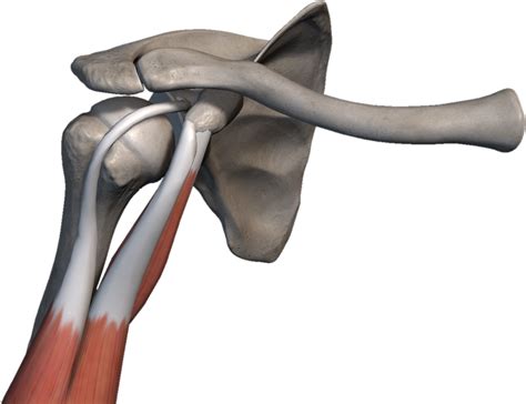 Apófisis coracoides Anatomía Cintura escapular y extremidad superior