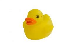 yellow duck  stock photo public domain pictures