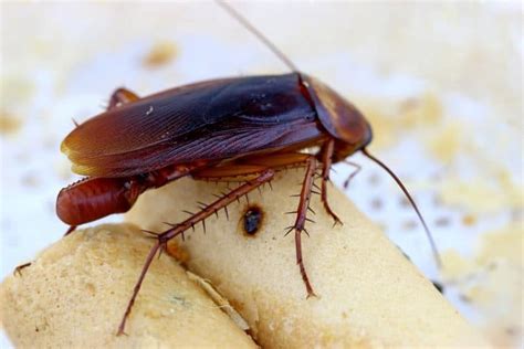 How To Identify Roach Eggs | BeatPests