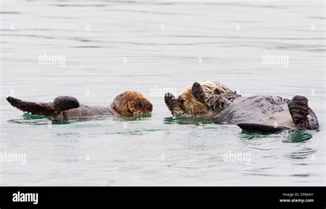 Sea Otter and Pup Stock Photo - Alamy